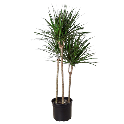 Dracaena 'Marginata Cane'