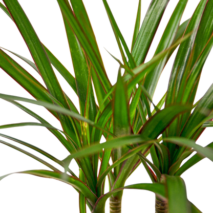 Dracaena 'Marginata Cane'