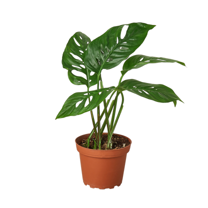 Monstera Adansonii 'Swiss Cheese' - 6" Pot - NURSERY POT ONLY