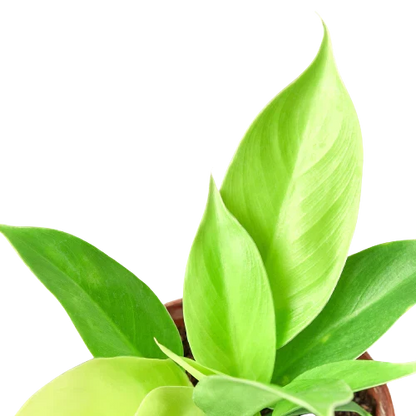 Philodendron 'Moonlight'