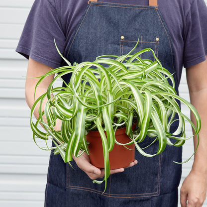 Spider Plant Hawaiian - 6" Pot - NURSERY POT ONLY