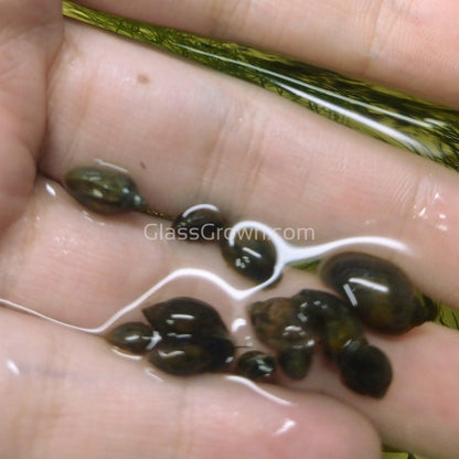 Bladder Snails 10+ Pack
