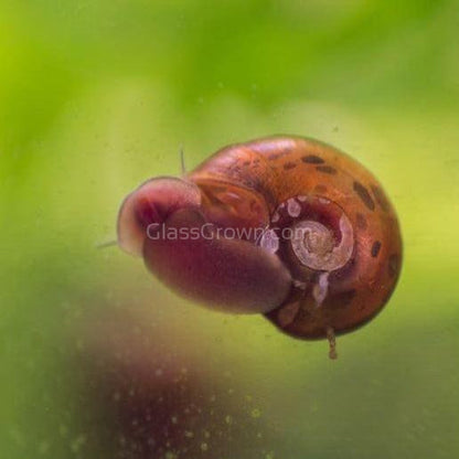 Colorful Ramshorn 10+ Snails