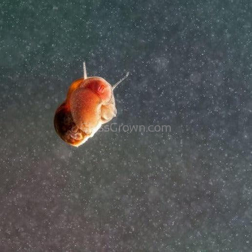 Feeder Snails