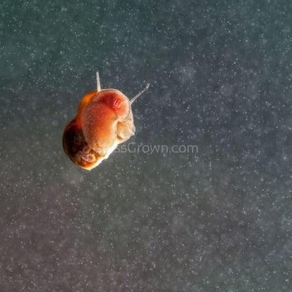 Feeder Snails