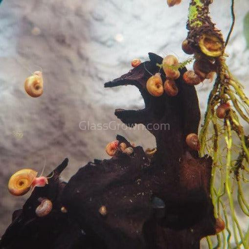 Feeder Snails