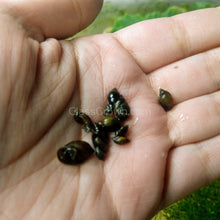 Feeder Snails