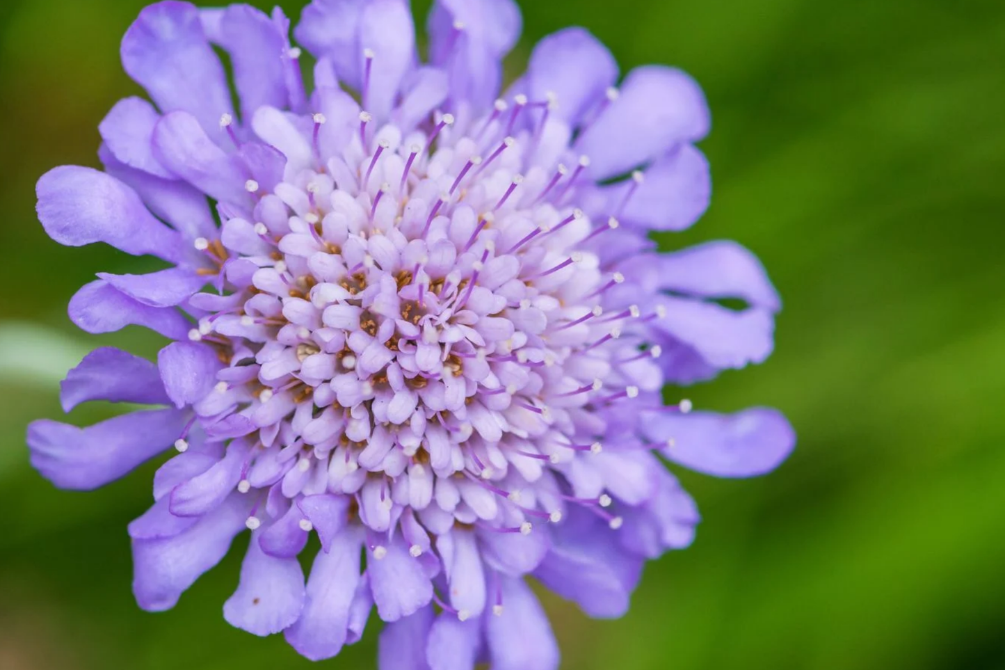 Deep Blue Scabiosa Seeds - 75+ Annual Flower Seeds, Scabiosa columbaria, Blue Flower Variety for Gardens