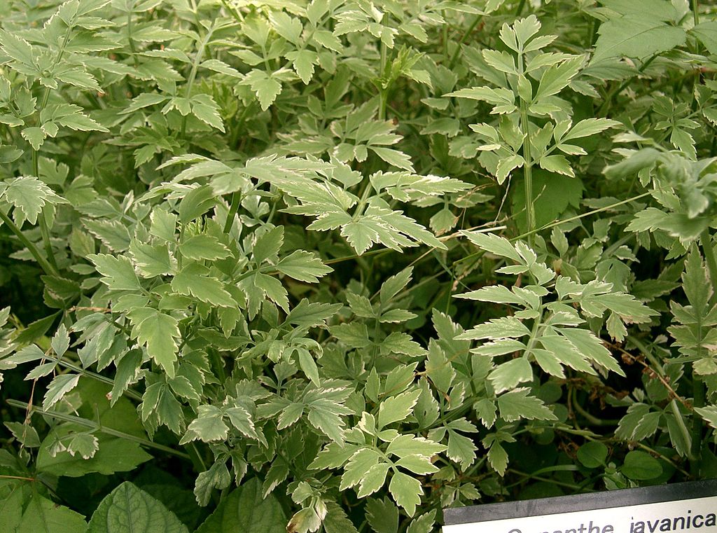 Bare Root Oenanthe javanica Minari Water Dropwort Edible Asian Herb for Ponds and Wet Gardens