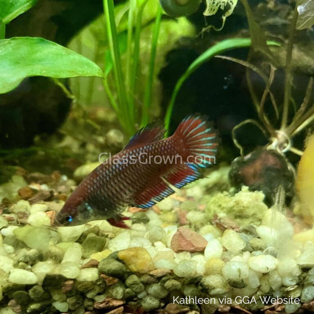 Female Betta Sorority 3 Pack