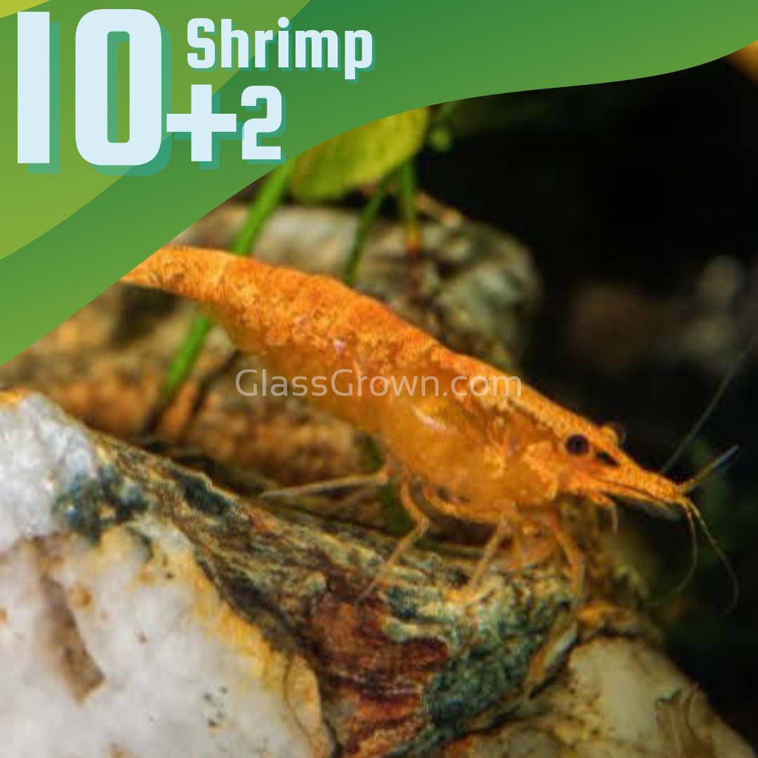 Sunkist Orange Dwarf Shrimp 10+ Pack