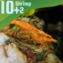 Sunkist Orange Dwarf Shrimp 10+ Pack