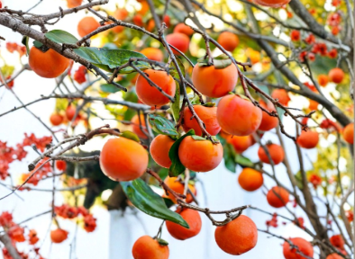 Japanese Fuyu Persimmon Tree Scions Set of 3 – Unrooted Dormant Cuttings for Grafting Diospyros kaki