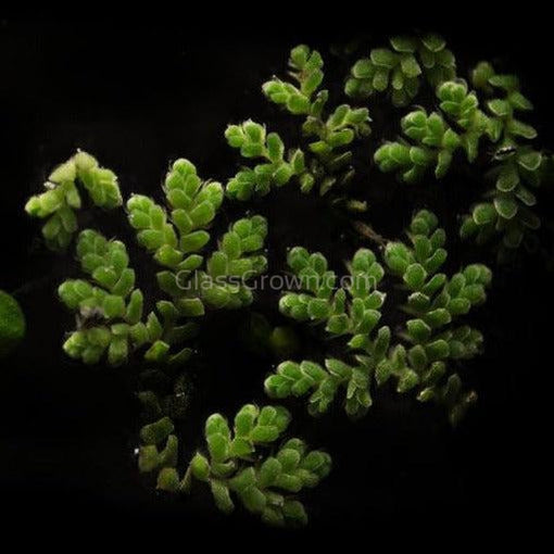Azolla Fairy Moss Floaters 2oz Portion