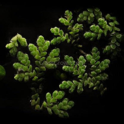Azolla Fairy Moss Floaters 2oz Portion