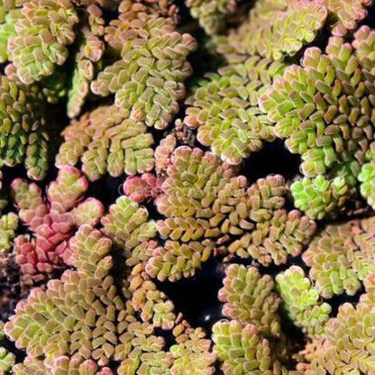 Azolla Fairy Moss Floaters 2oz Portion