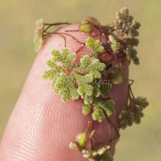 Azolla Fairy Moss Floaters 2oz Portion