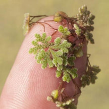 Azolla Fairy Moss Floaters 2oz Portion