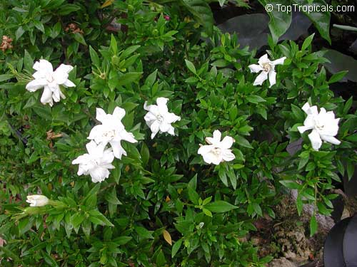 Frostproof Gardenia Live Plant 1 Gallon Pot – Gardenia jasminoides 'Frostproof'