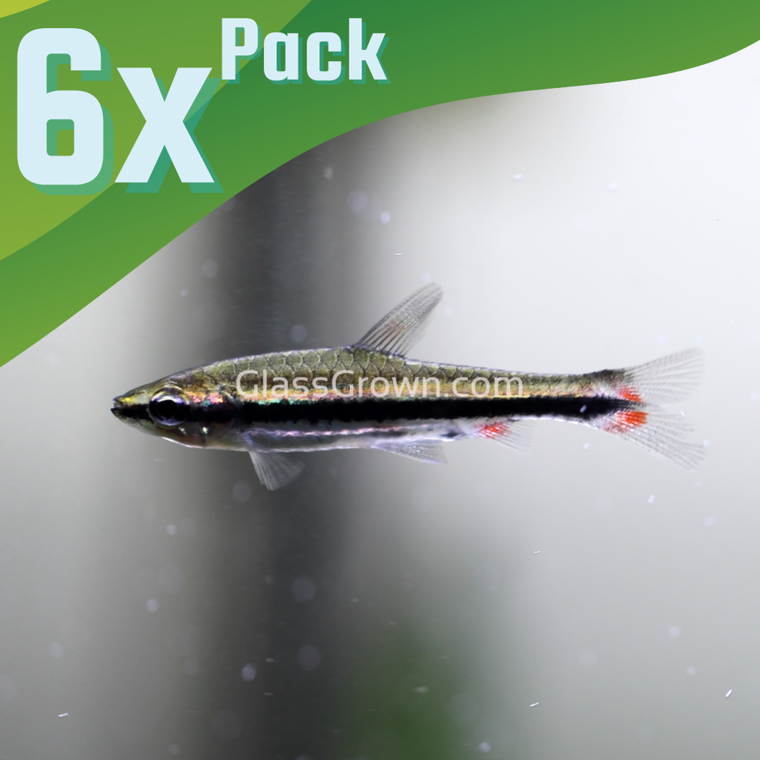 Golden Pencilfish 6 Pack