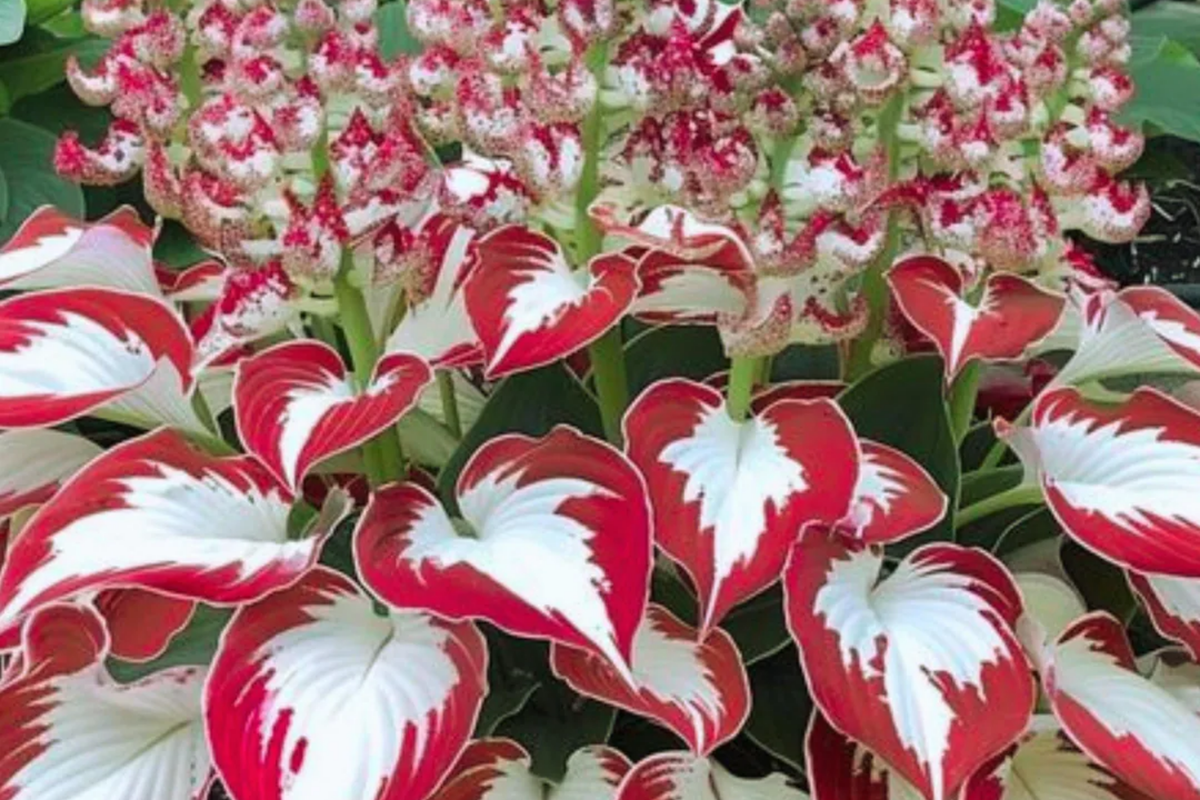 Rare Caladium Hosta Flower Seeds - 15 Pcs, Indoor & Outdoor Plant Seeds, Hosta spp. Perennial, Striking Foliage & Blooms