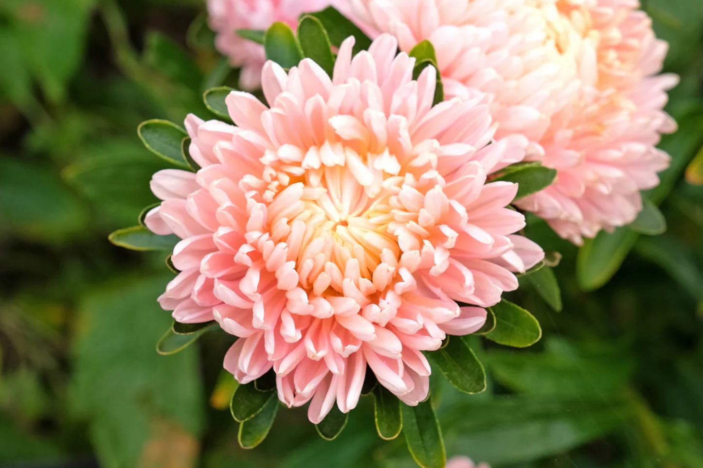 Paeony Seeds - Duchess Apricot Aster Flower Seeds - Non-GMO Garden Blooms - Paeonia Scientific Name