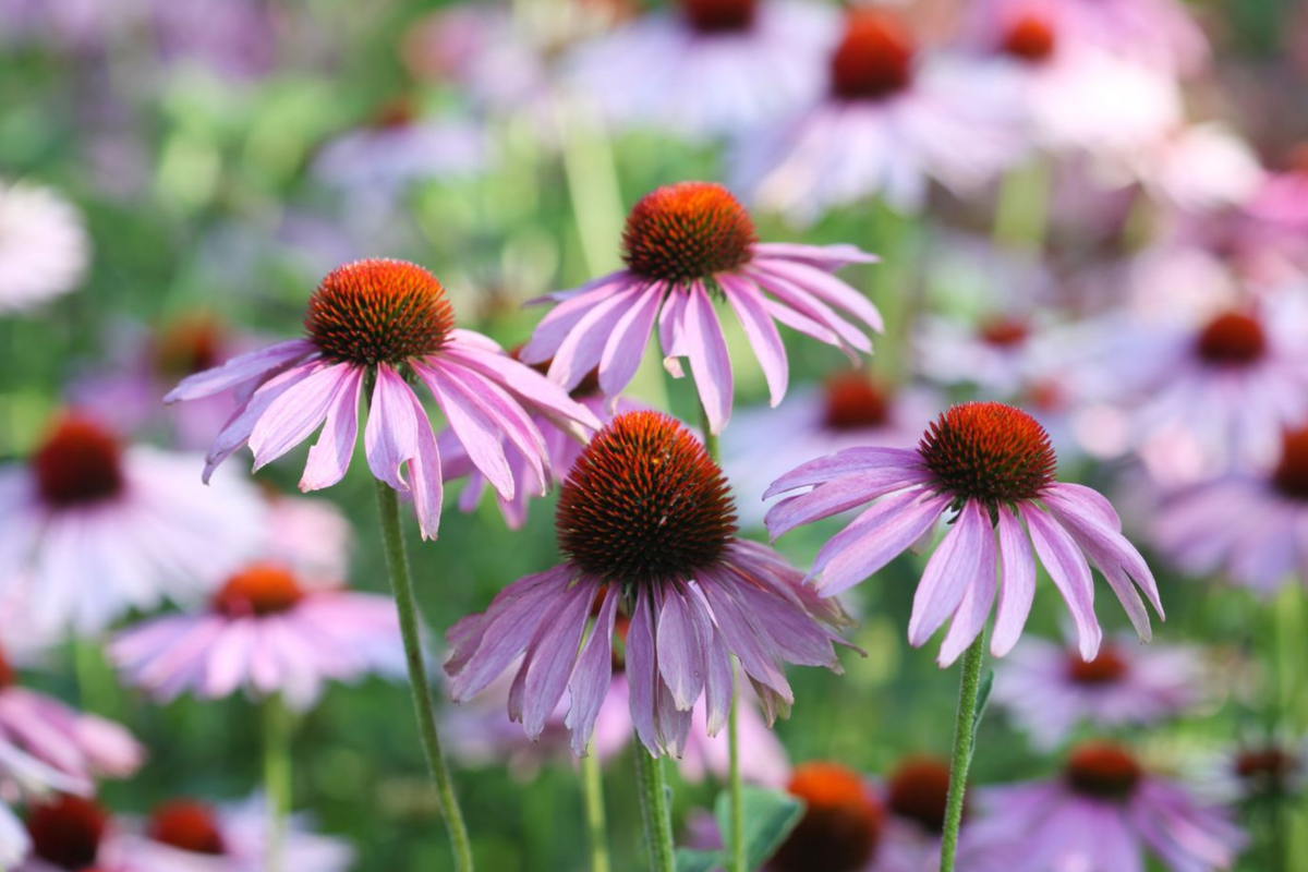Echinacea purpurea Double Coneflower Seeds - 1000+ Perennial Wildflower Seeds for Garden, Pollinator Attracting, Drought Tolerant