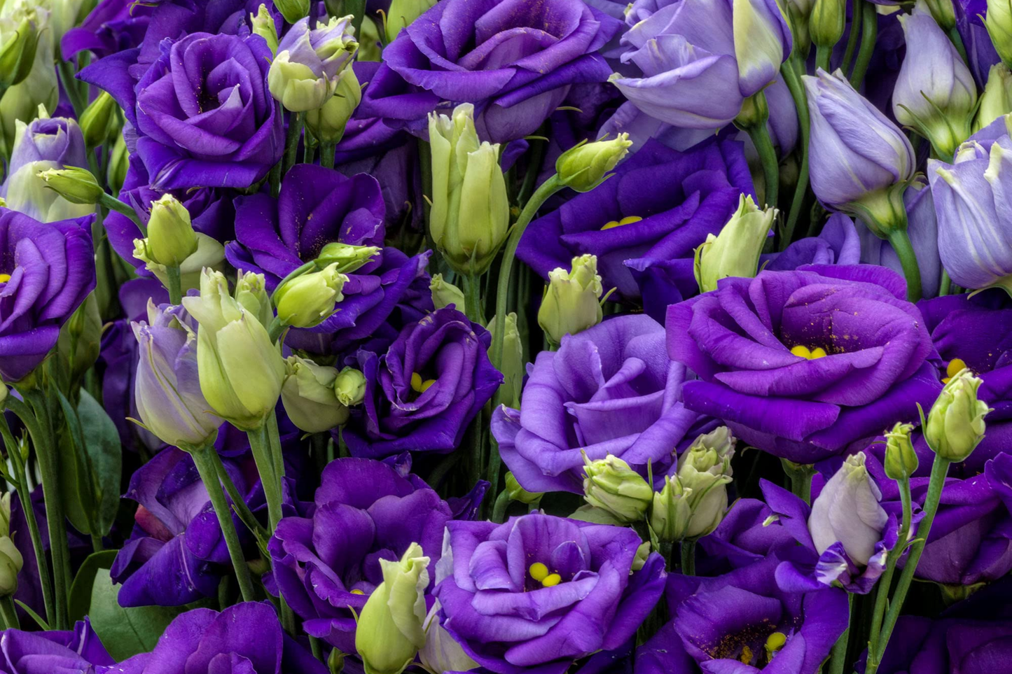 Lisianthus Seeds Pack - 1000 Mixed Color Eustoma Flower Seeds, Thornless, Easy to Grow, Cut Flower, Garden & Container Planting