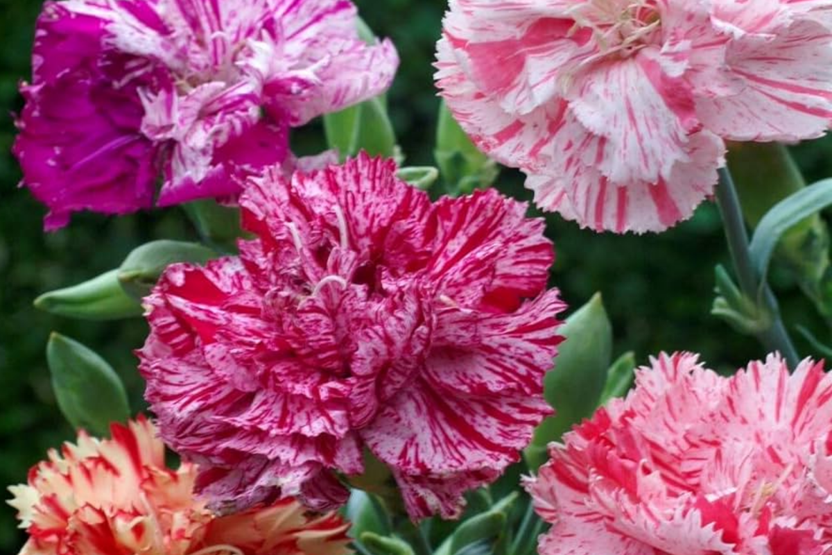 Double Picotee Carnation Seeds - Non-GMO Flower Seeds for Garden, Dianthus caryophyllus, Vibrant Double Blooms, Annual, Easy to Grow