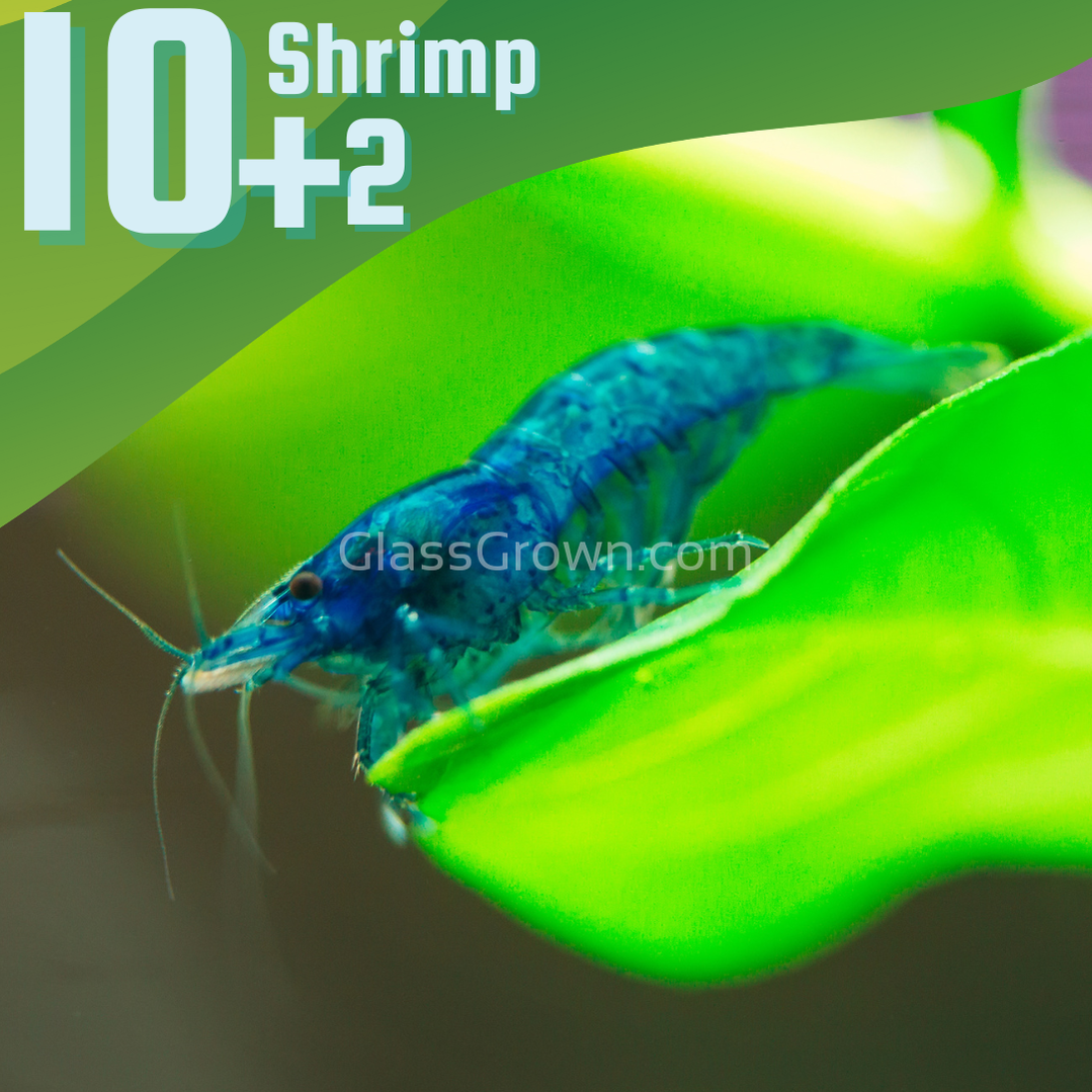 Blue Dream Dwarf Shrimp 10+ Pack
