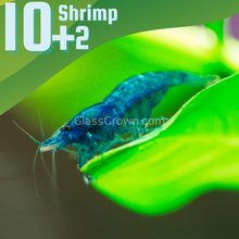 Blue Dream Dwarf Shrimp 10+ Pack