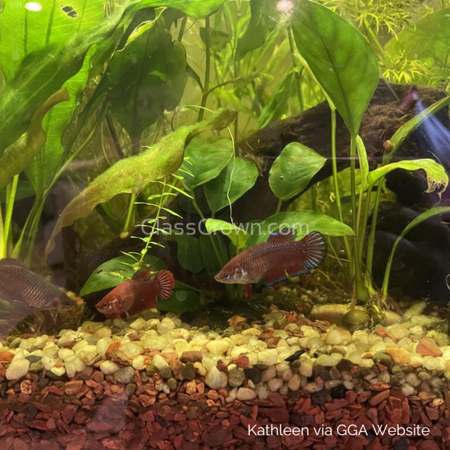 Female Betta Sorority 3 Pack