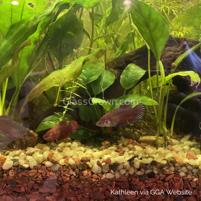 Female Betta Sorority 3 Pack