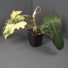 Philodendron Florida Beauty x Mayoi