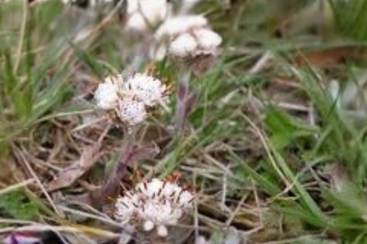 Antennaria neglecta Seeds – Prairie Pussytoes, White Native Groundcover Wildflower, Drought-Tolerant Perennial for Meadows & Gardens