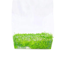 Dwarf Baby Tears Hemianthus Callitrichoides Cuba Tissue Culture Vitro Grown Freshwater Aquarium Live Plant For Fish Tank Decoration