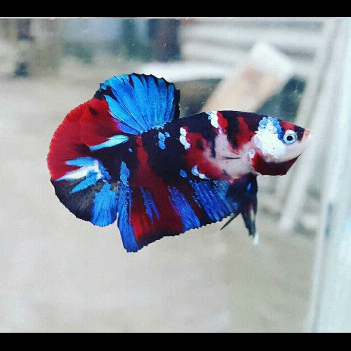 Galaxy Koi Betta