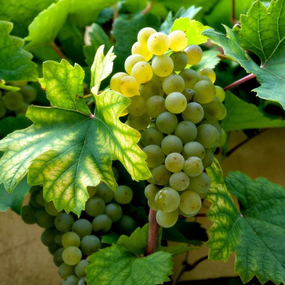 Cold Hardy Grape Cuttings – Unrooted Perennial Clones for Zone 3, Sweet Fruit, Hardy Vines for Cold Climates