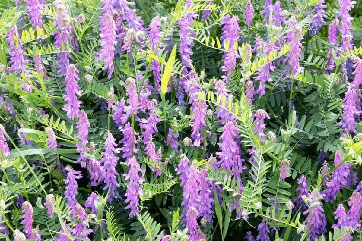 Hairy Vetch Seeds - 5 Pounds Cover Crop & Pollinator Seeds Vicia villosa for Soil Fertility & Wildlife