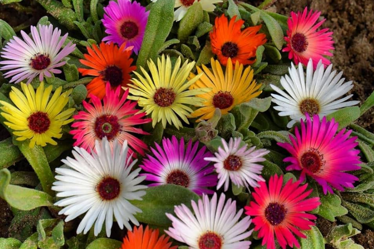 Ice Plant Seeds Mix - Livingstone Daisy Variety - Drought-Resistant Flower Seeds for Gardens & Containers - Delosperma spp.