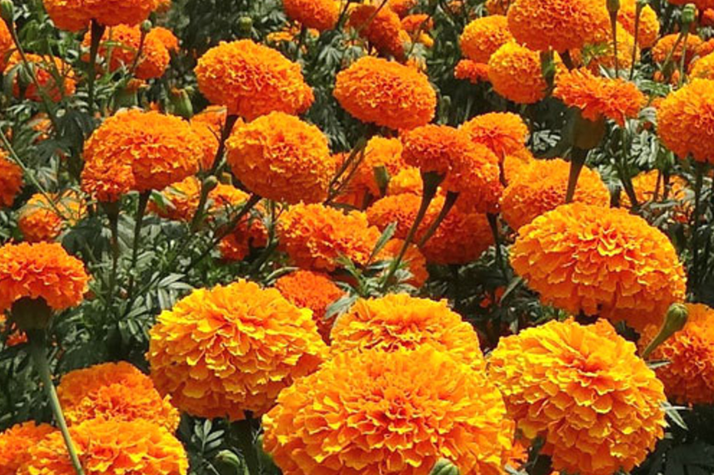 CrackerJack Marigold Seeds | Heirloom Tagetes erecta Vibrant Mix | Garden Flower Seeds for Borders & Containers