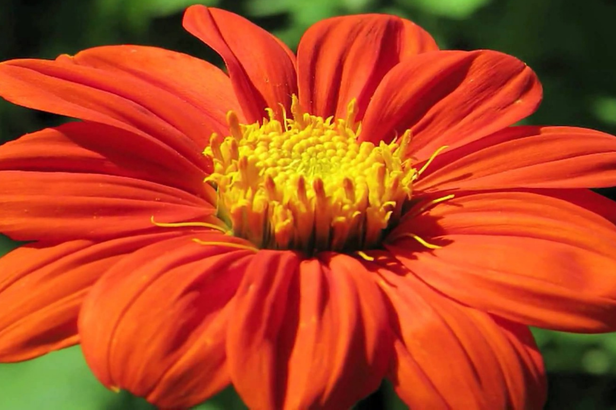 Mexican Sunflower Seeds - Orange Tithonia rotundifolia - Butterfly Attracting Daisy-Like Blooms - Full Sun, Easy to Grow