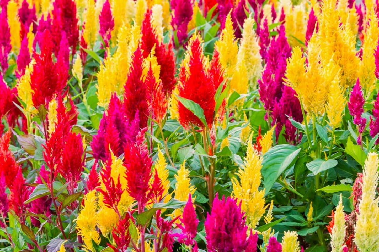 Pampas Plume Mix Celosia Seeds | Non-GMO Flower Seeds | Colorful Garden Variety | Celosia argentea