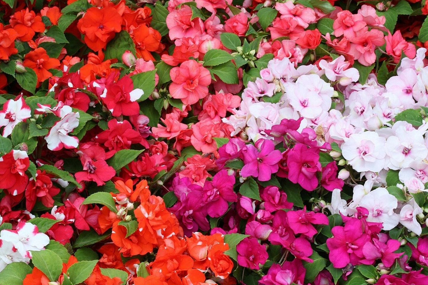 Impatiens Seeds Mix, Non-GMO Camelia Flowered, Impatiens walleriana, Annual Flower for Garden & Containers