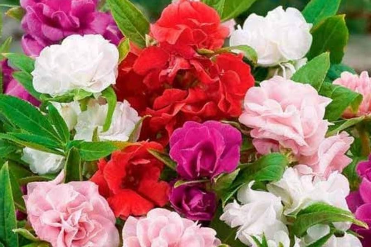 Impatiens Seeds - Camelia Flowered Mix - Non-GMO - 50-1,000 Seeds for Gardens & Containers - Impatiens walleriana