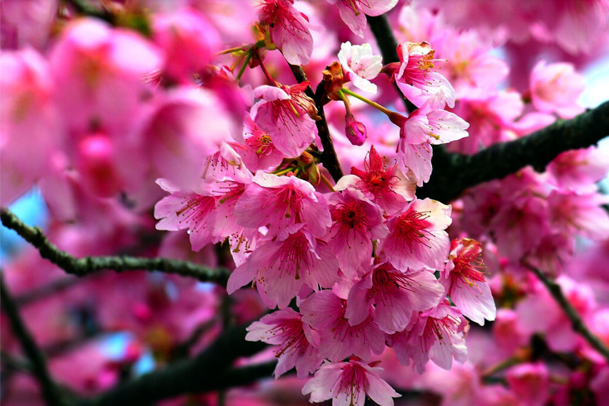 Japanese Sakura Cherry Blossom Tree Seeds - Prunus sargentii - Ornamental Garden Seeds for Spring Blooms