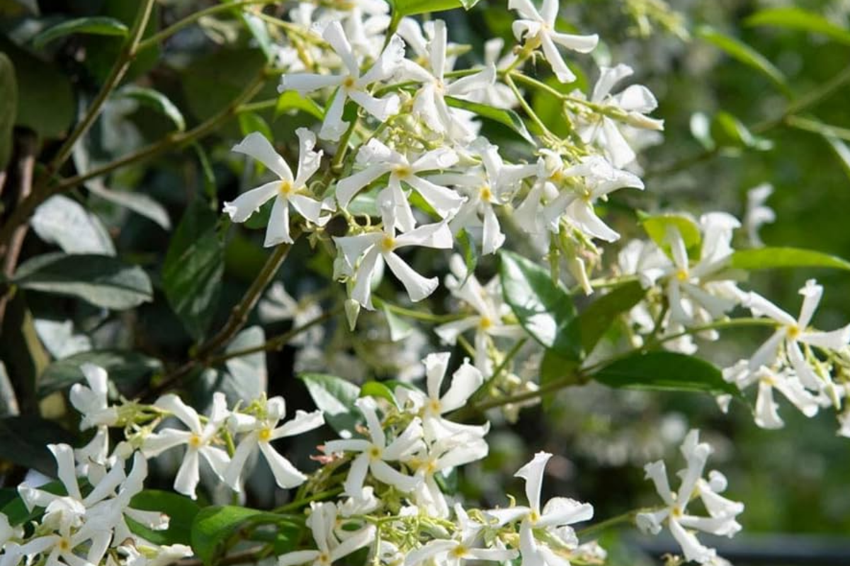 Mixed Star Jasmine Flower Seeds - 200+ Climbing Jasmine Seeds for Garden, Fragrant Trachelospermum jasminoides, Indoor & Outdoor Planting