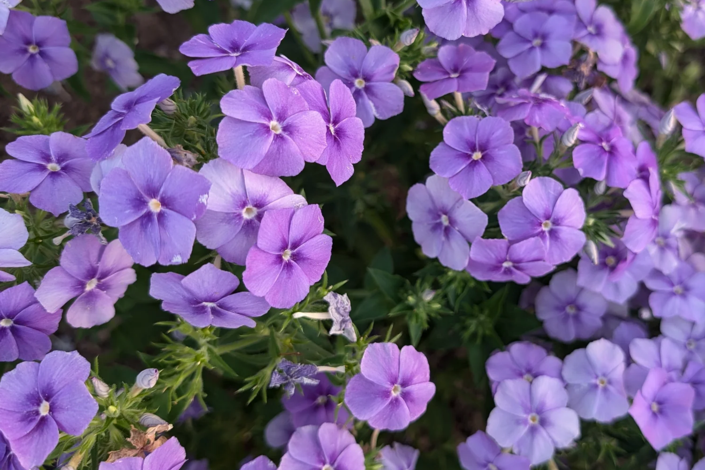 Blue Phlox Seeds - Non-GMO Flower Seeds for Garden Planting - Phlox divaricata, Perennial, Fragrant Blue Blooms