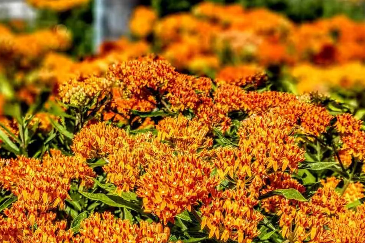 1000 Butterfly Milkweed Seeds - Asclepias Tuberosa - Perennial Flower for Pollinator Garden
