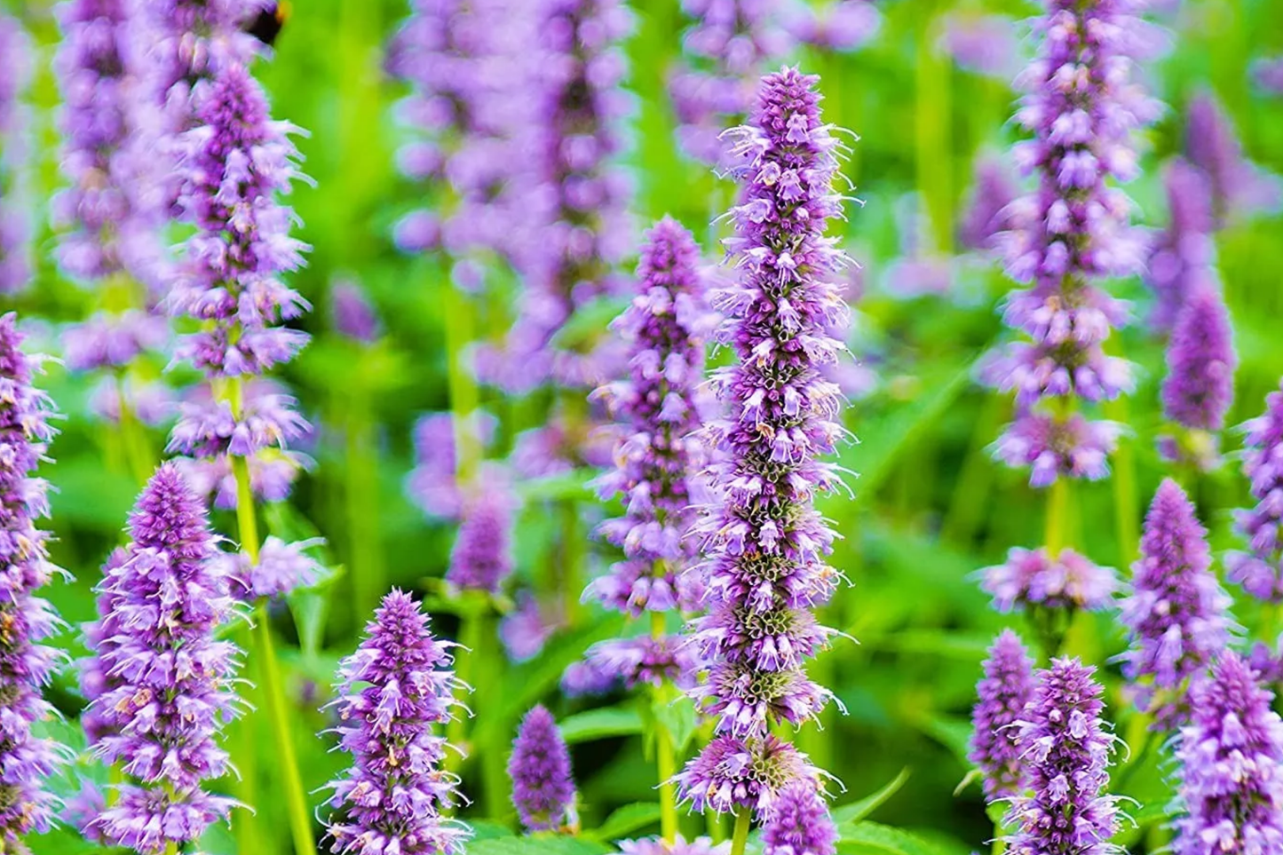Hyssop Seeds – NON-GMO Heirloom Aromatic Herb Seeds for Garden, Culinary & Pollinator Attractant – Hyssopus officinalis